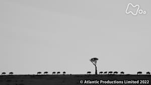 地球ドラマチック　ヌーの大移動　～迫る危機の中で～