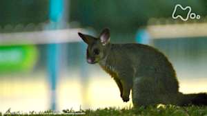 地球ドラマチック　魔法の国の生き物たち～オーストラリアの大地で～