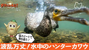 ダーウィンが来た! J:COM STREAM 視聴サイト