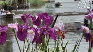 よみがえる新日本紀行　潮来あやめは花舞台　－茨城県・潮来町－