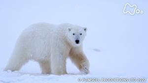 地球ドラマチック　生命の躍動　太陽をめぐる地球の１年　～冬～