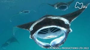 地球ドラマチック　生命の躍動　太陽をめぐる地球の１年　～夏～