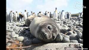 地球ドラマチック　生命の躍動　太陽をめぐる地球の１年　～自然の守り人と共に～