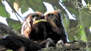 ワイルドライフ　ブラジル大西洋岸の森　小さなサル　家族の絆で生き残れ！