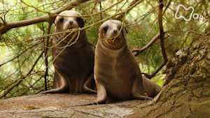 ワイルドライフ　ニュージーランド　オタゴ半島　帰ってきたアシカ！森で命をつなぐ