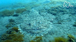 ワイルドライフ　伊豆半島西海岸　怪魚大集合！　アンコウ驚異の狩り