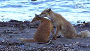 ワイルドライフ　世界遺産　知床　キタキツネ大家族　海辺に生きる