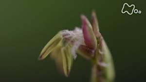 ダーウィンが来た！　これが花！？植物の不思議をめぐる旅