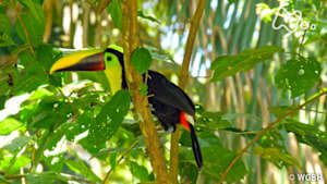 地球ドラマチック　アマゾン　森に眠る謎の古代文明