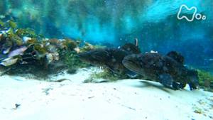 ワイルドライフ　南米アマゾン　密林の泉に怪魚が集う