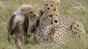 ダーウィンが来た！　目指せ！最速ハンター　チーター子育てのヒミツ