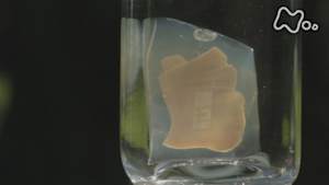 ＢＳ１ＳＰ　アインシュタイン　消えた“天才脳”を追え　特別編　後編