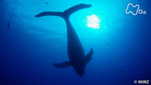 ワイルドライフスペシャル　ＢＩＧ　ＰＡＣＩＦＩＣ～環太平洋の海～