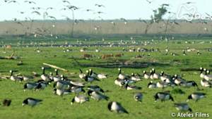 ワイルドライフ　オランダ　干拓の大地　キツネ疾走！　ハイイロガンを狩る