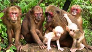 ワイルドライフ　東南アジア　タイの熱帯雨林　サルの赤ちゃんが平和を築く