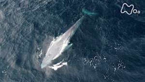 ワイルドライフ　オーストラリア　ブレマーベイ　シロナガスＶＳシャチ　奇跡の海に巨大生物が集う