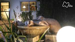 ワイルドライフ　スペシャル　ワイルド東京