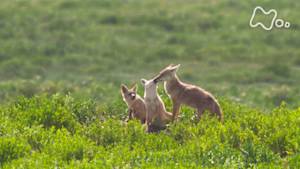 ワイルドライフ　アフリカ大草原　サバンナのオオカミ　知恵と絆で生きる