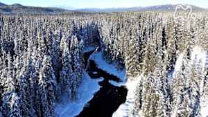 ワイルドライフ　カナダ厳冬ユーコン　謎の水場にオオカミが群れる