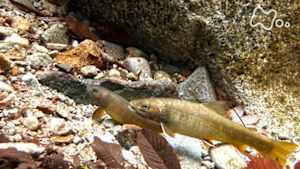 ワイルドライフ　御嶽山　渓流の王者イワナが躍動する