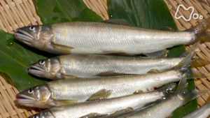 釣りびと万歳　若アユ舞う清流で友釣りデビュー～須田亜香里　宮崎・小丸川～