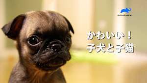 【見逃し】かわいい！子犬と子猫：ジャーマン・シェパード 救助犬になる（字）