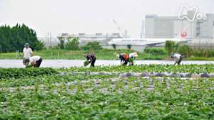 小さな旅　開拓の心　未来へ　～徳島県　松茂町～