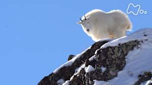 ダーウィンが来た！　密着４０年！断崖絶壁でシロイワヤギを追え