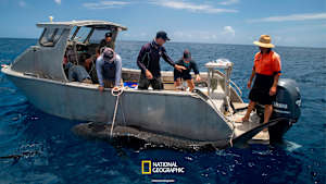 【見逃し】海の大喰い！ジャイアント・タイガーシャーク