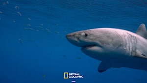 【見逃し】襲撃！キラー・シャークと紅に染まる海