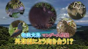 サイエンスＺＥＲＯ　奄美大島“マングース根絶”　外来種にどう向き合う！？