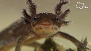 ダーウィンが来た！　かわいくて最強！イモリ徹底観察