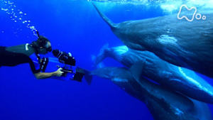ワイルドライフ　世界の大海原　クジラの叡智（えいち）に迫る！