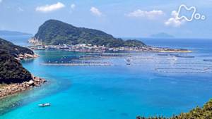 ワイルドライフ　高知県　柏島　海の交差点に奇妙な魚が躍る