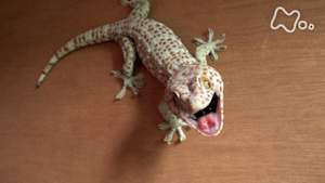 ワイルドライフ　東南アジア　タイ　初密着！　巨大ヤモリ　ヘビと闘う