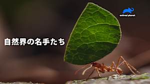 【見逃し】自然界の名手たち：変装のエキスパート