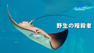 【見逃し】野生の暗殺者：恐ろしい武器