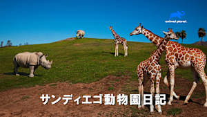 【見逃し】サンディエゴ動物園日記 シーズン2：チーターのリハビリ