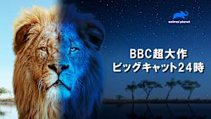 【見逃し】BBC超大作 ビッグキャット24時：母たちの決死の子育て