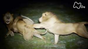 ダーウィンが来た！　ライオン王者への道（５）絶体絶命！ピンチを乗り越えろ！