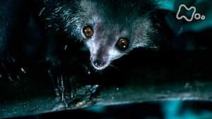 ダーウィンが来た！　夏の夜にぞわぞわ！怖い生きもの大集合