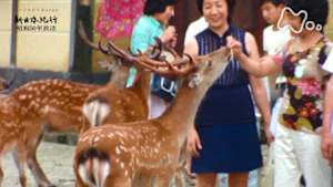 よみがえる新日本紀行　鹿のいる公園－奈良－