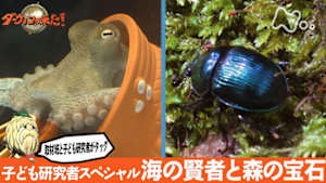 ダーウィンが来た！　子ども研究者スペシャル　海の賢者と森の宝石