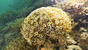 小さな旅　海の恵み　つなぐ島～山口県　周防大島～