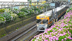 新日本風土記　東京　つゆのあとさき