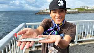 【追/見】海釣りギャラリー 浦安釣法で狙う秋サヨリ