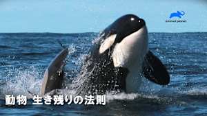 【見逃し】動物 生き残りの法則：インドのビッグキャット（字）
