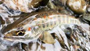 【追/見】TROUT QUEST 28 揖斐川のアマゴ