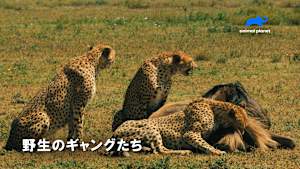 【見逃し】野生のギャングたち