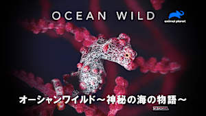 【見逃し】オーシャンワイルド-神秘の海の物語-：日本